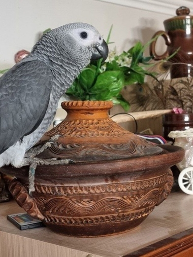 Птенцы жако